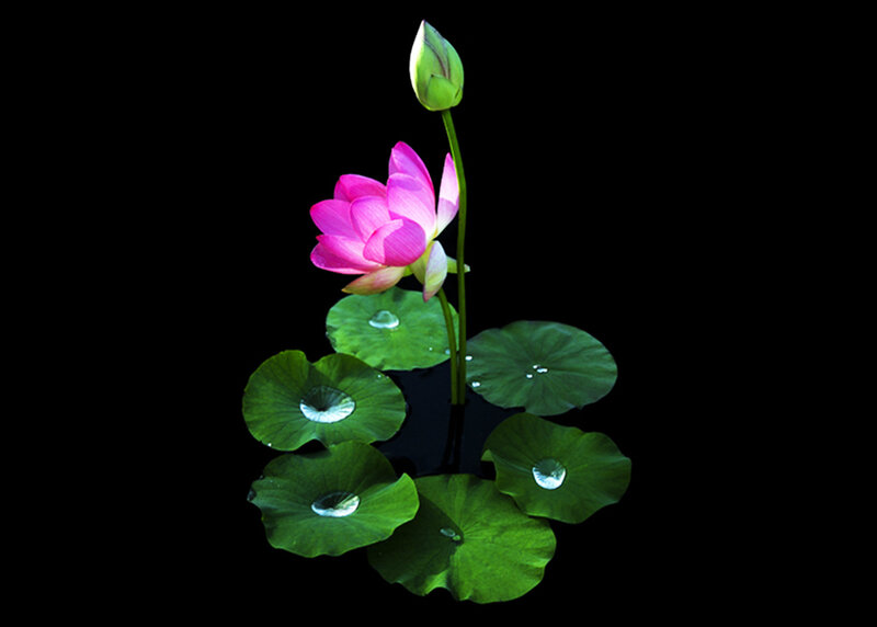 Pink Lotus Flower — Green