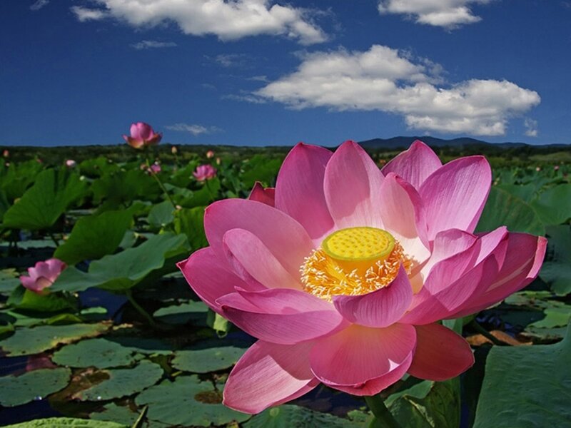Pink lotus flower in a pond