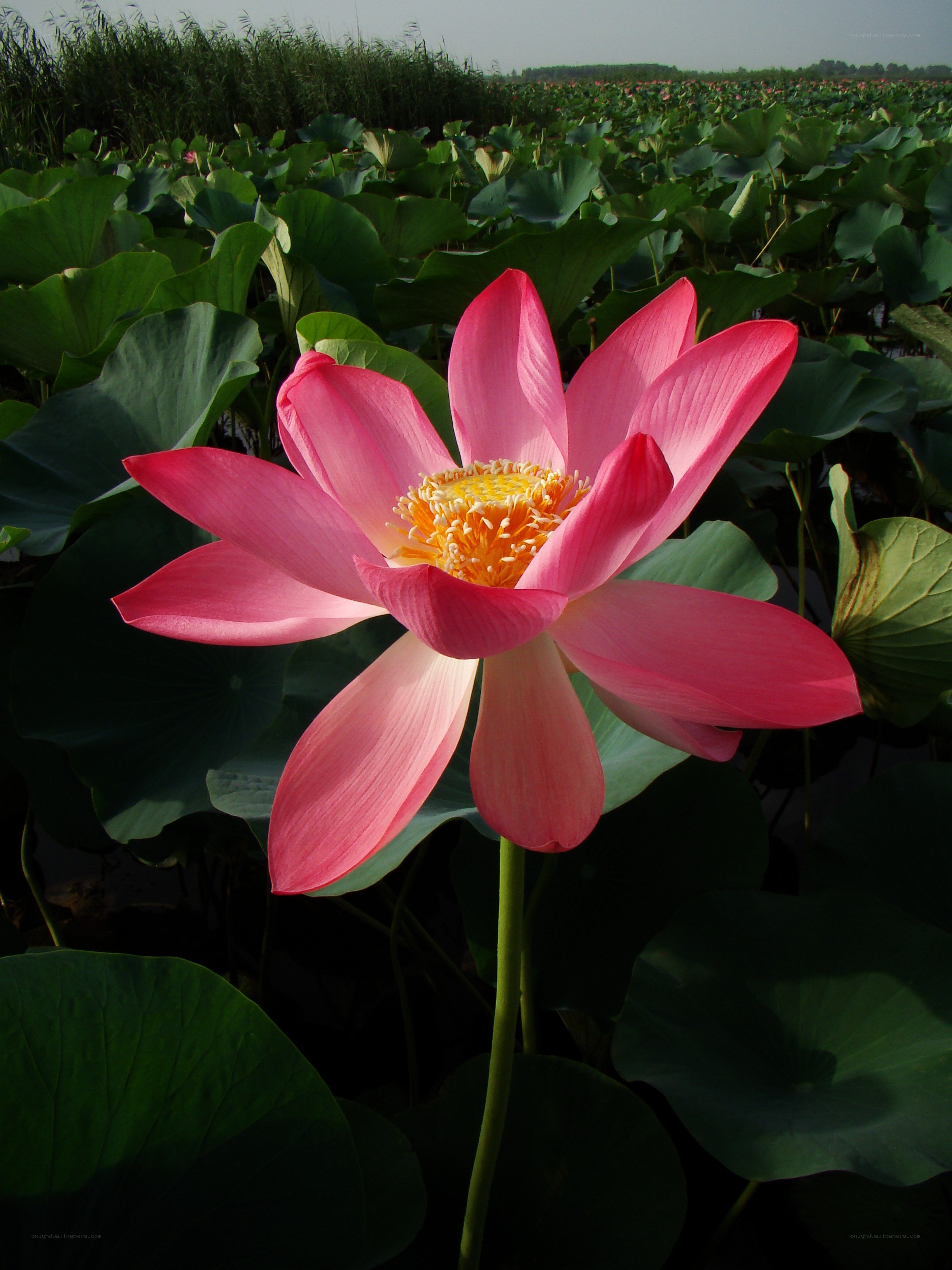 Pink lotus flower in a pond
