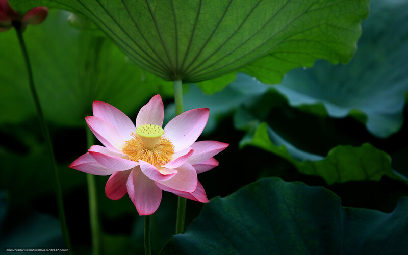 Pink lotus flower in bloom