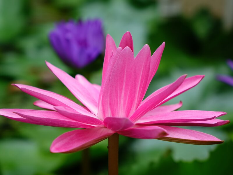 Pink lotus flower in bloom