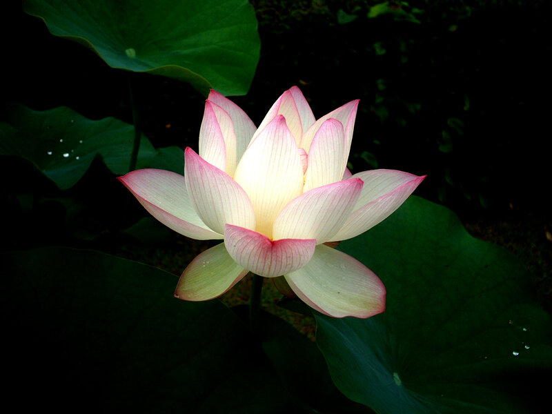 Pink lotus flower in bloom