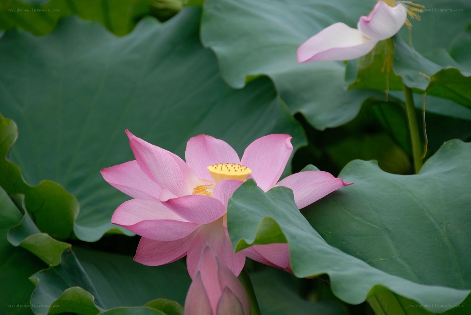 Pink lotus flower in bloom