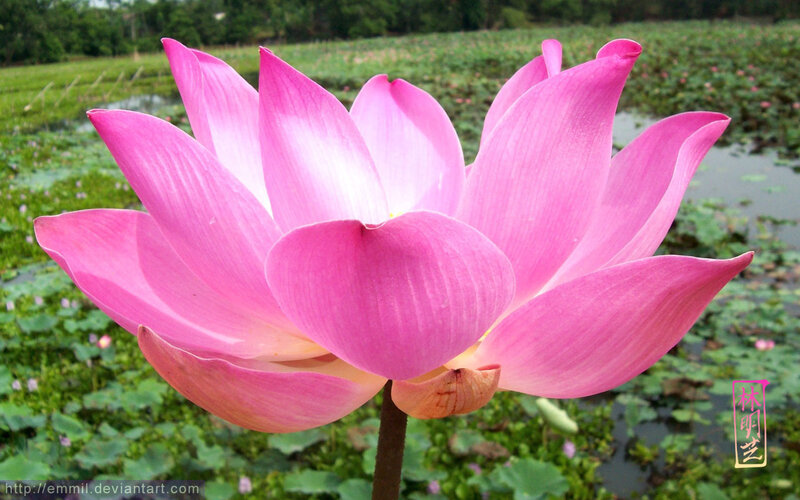 Pink lotus flower in bloom