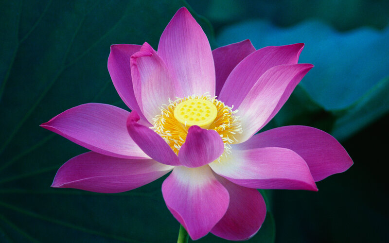 Pink lotus flower in bloom