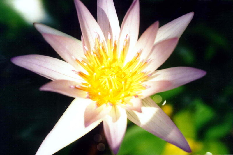 pink lotus flower in bloom