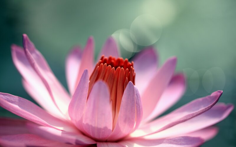 Pink lotus flower in bloom