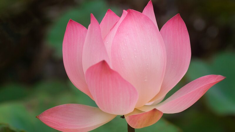 Pink lotus flower in bloom