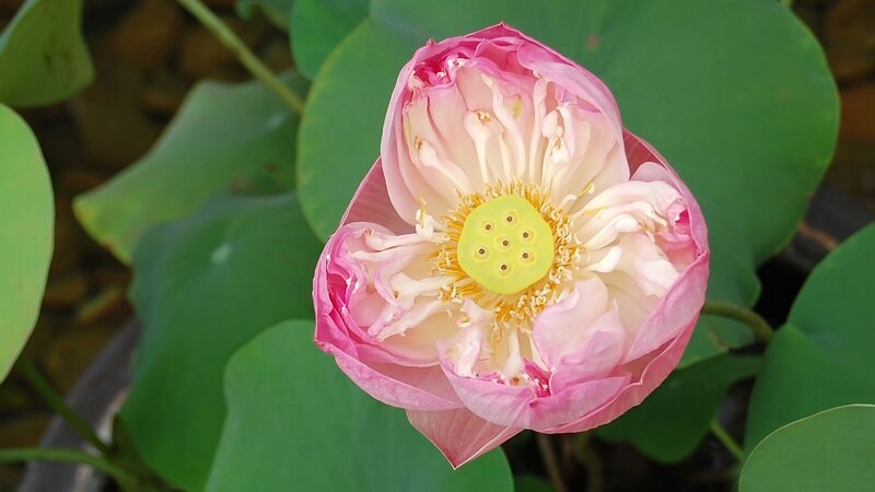 Pink lotus flower in bloom