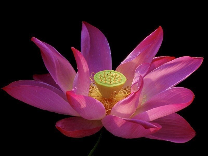 Pink lotus flower in bloom