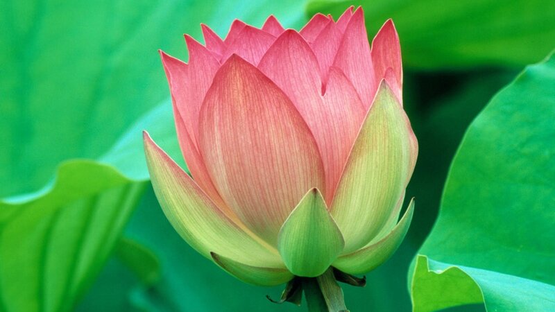 Pink lotus flower in bloom