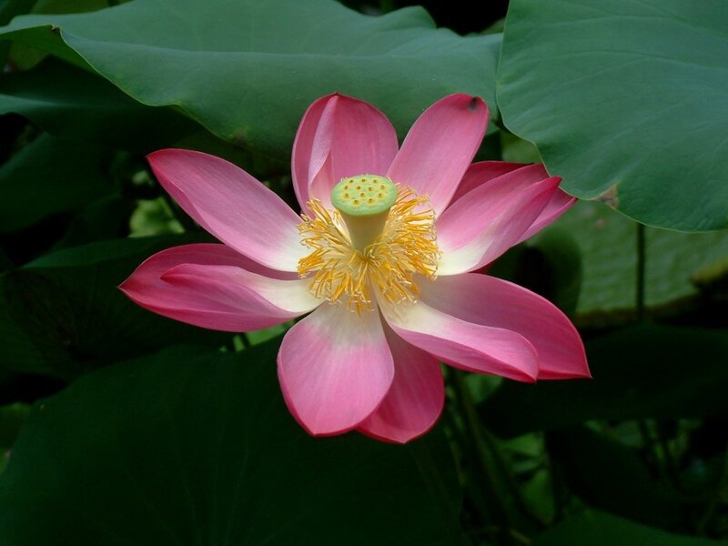 Pink lotus flower in bloom