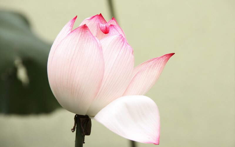 Pink lotus flower in bloom
