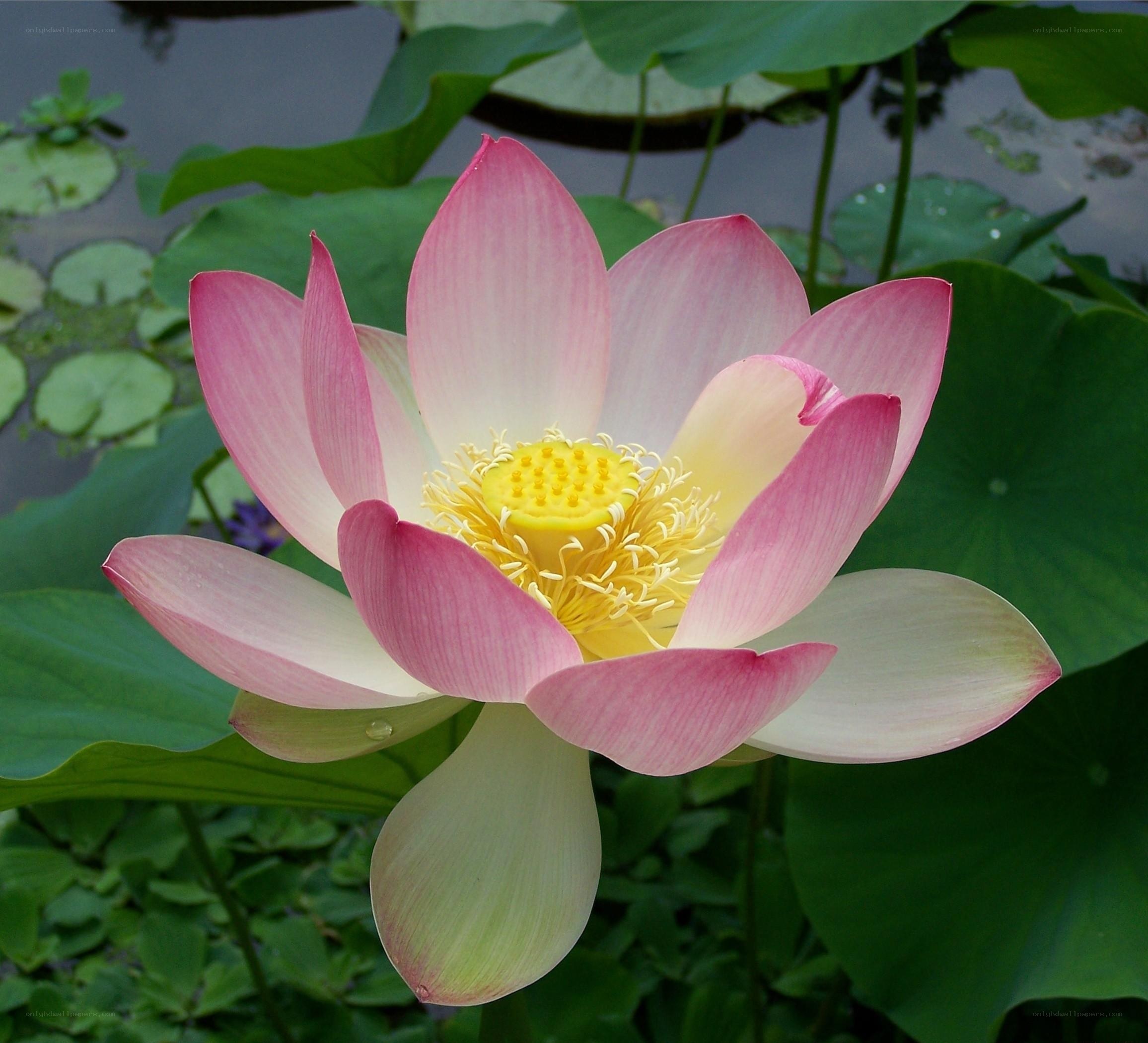 Pink lotus flower in bloom