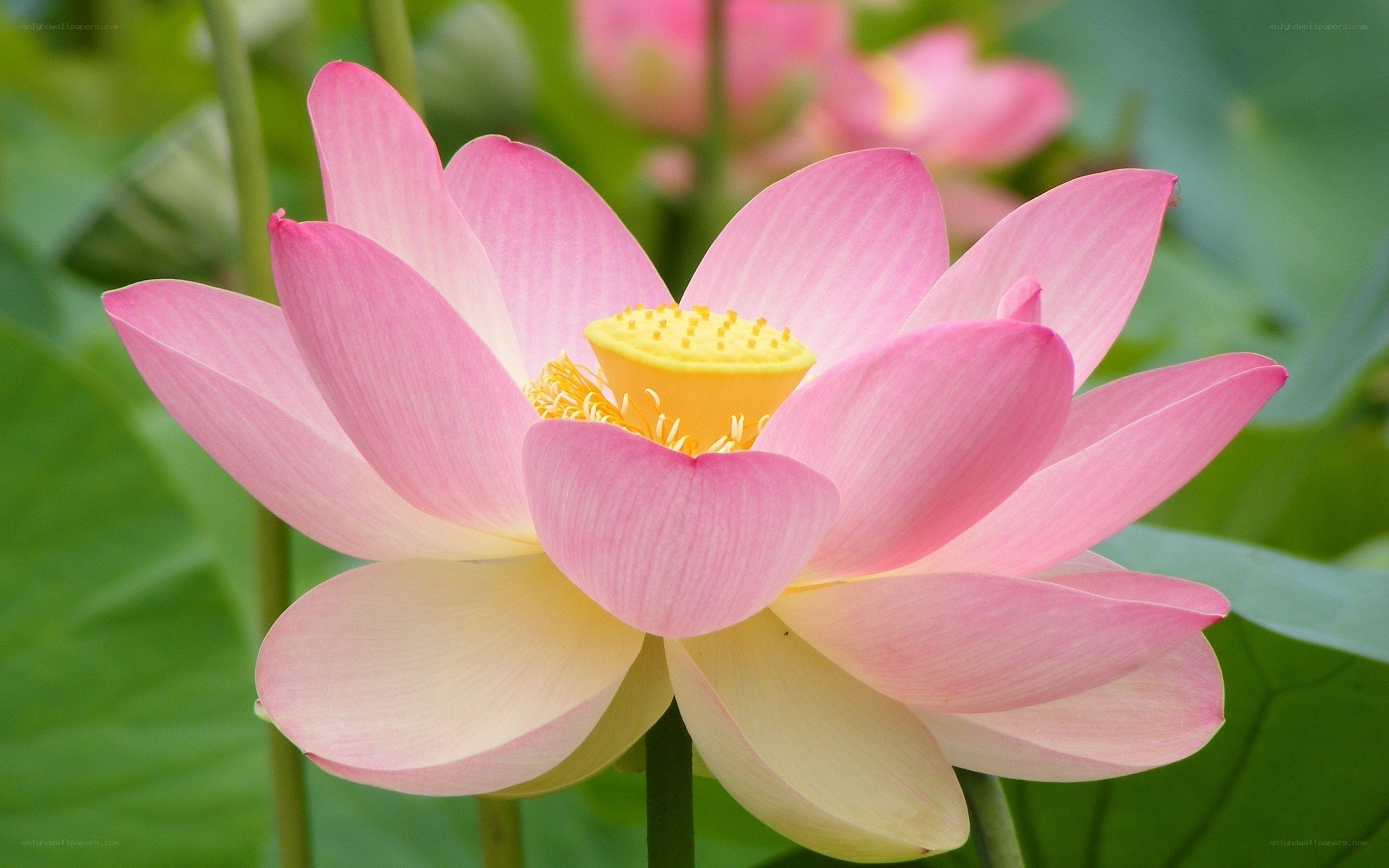 Pink lotus flower in bloom