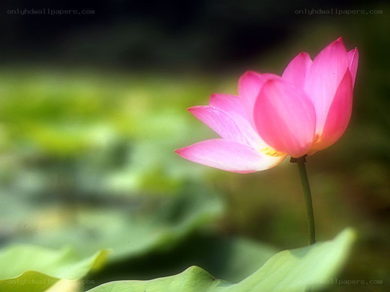 Pink lotus flower in bloom