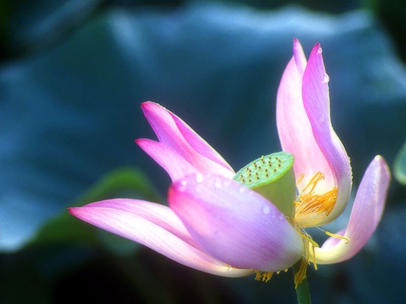 Pink lotus flower in bloom