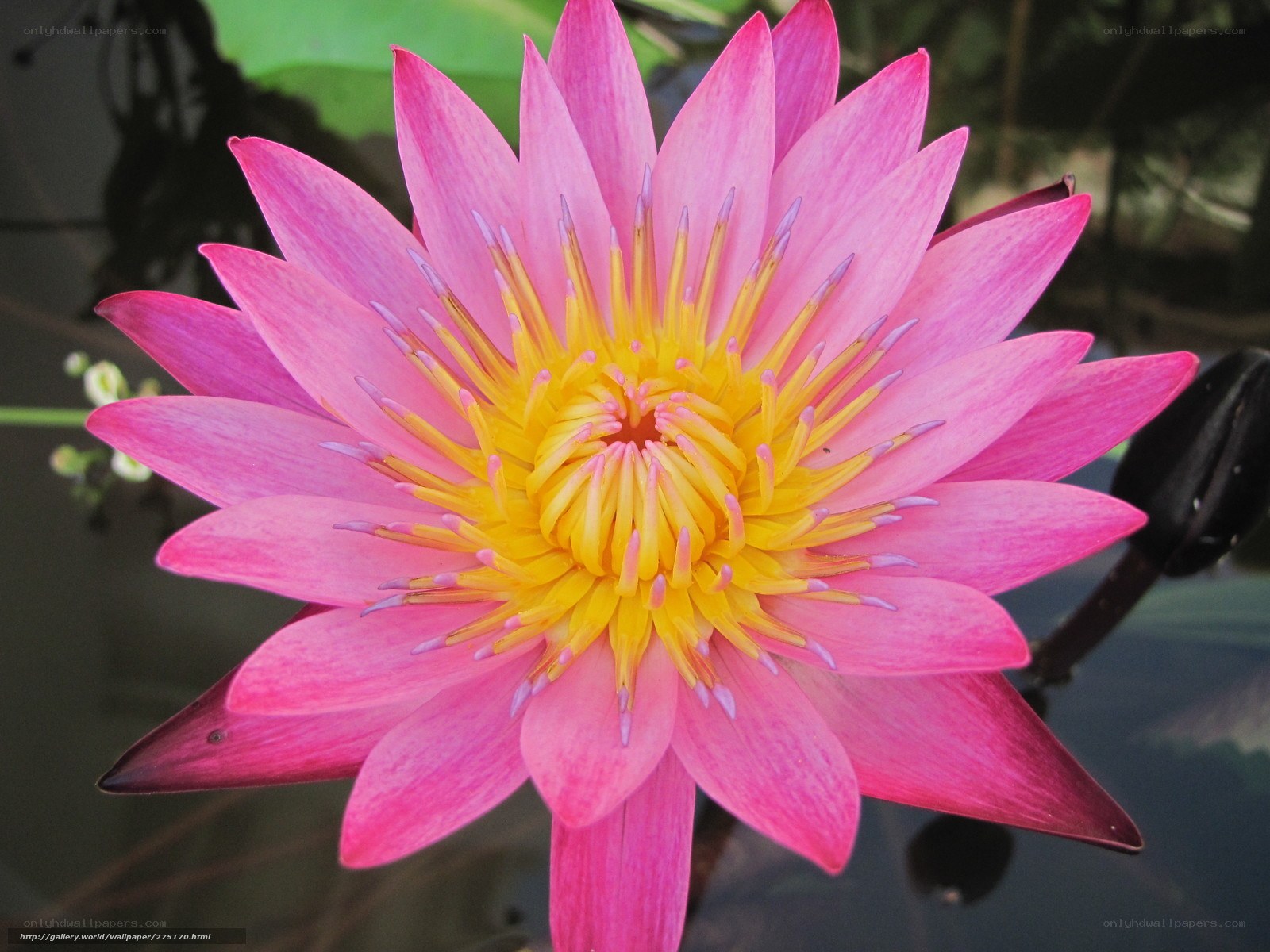 Pink lotus flower in bloom