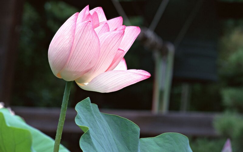 Pink lotus flower in bloom