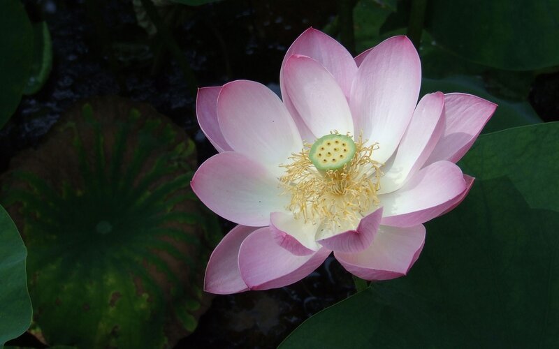 Pink lotus flower in bloom