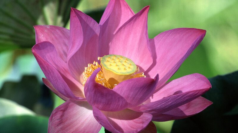 Pink lotus flower in bloom