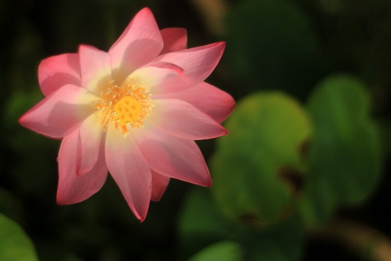 Pink lotus flower in bloom