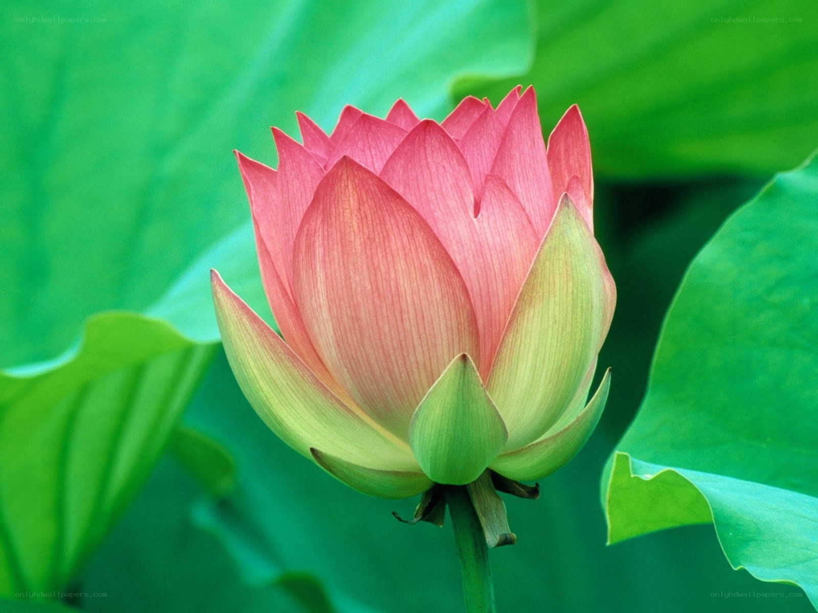 Pink lotus flower in bloom