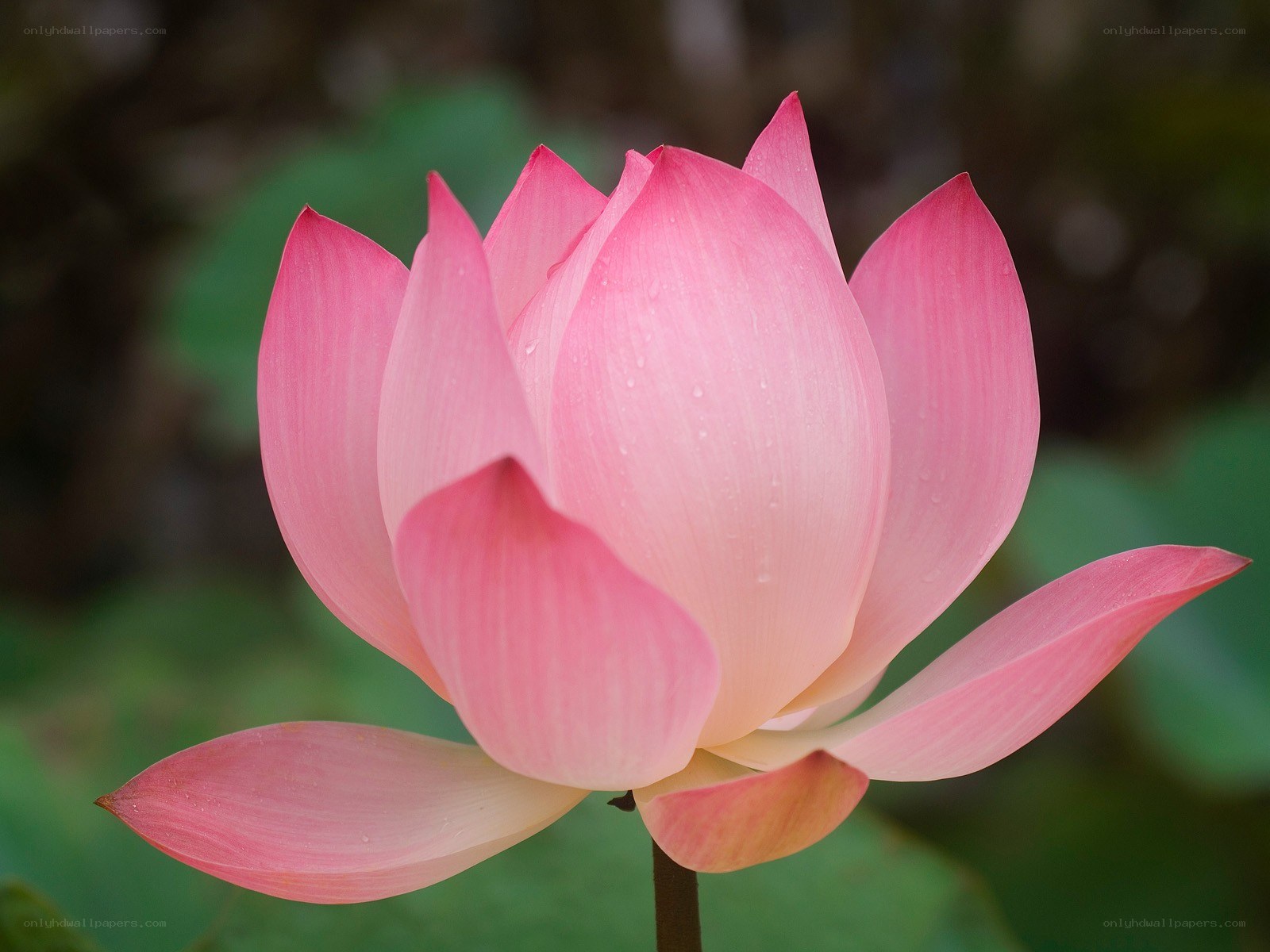 Pink lotus flower in bloom