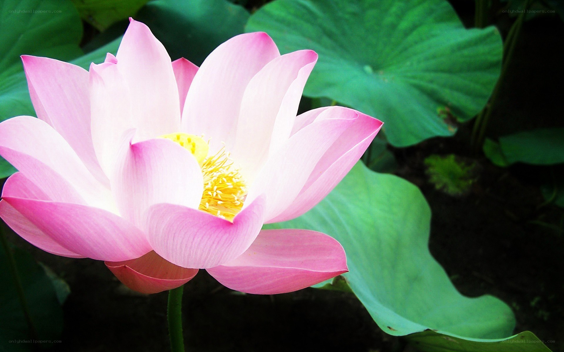 Pink lotus flower in bloom