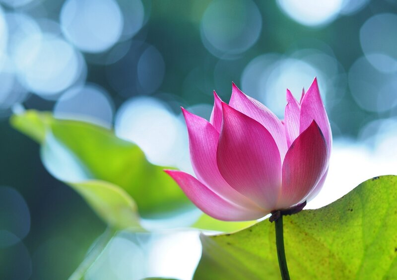 Pink lotus flower in bloom