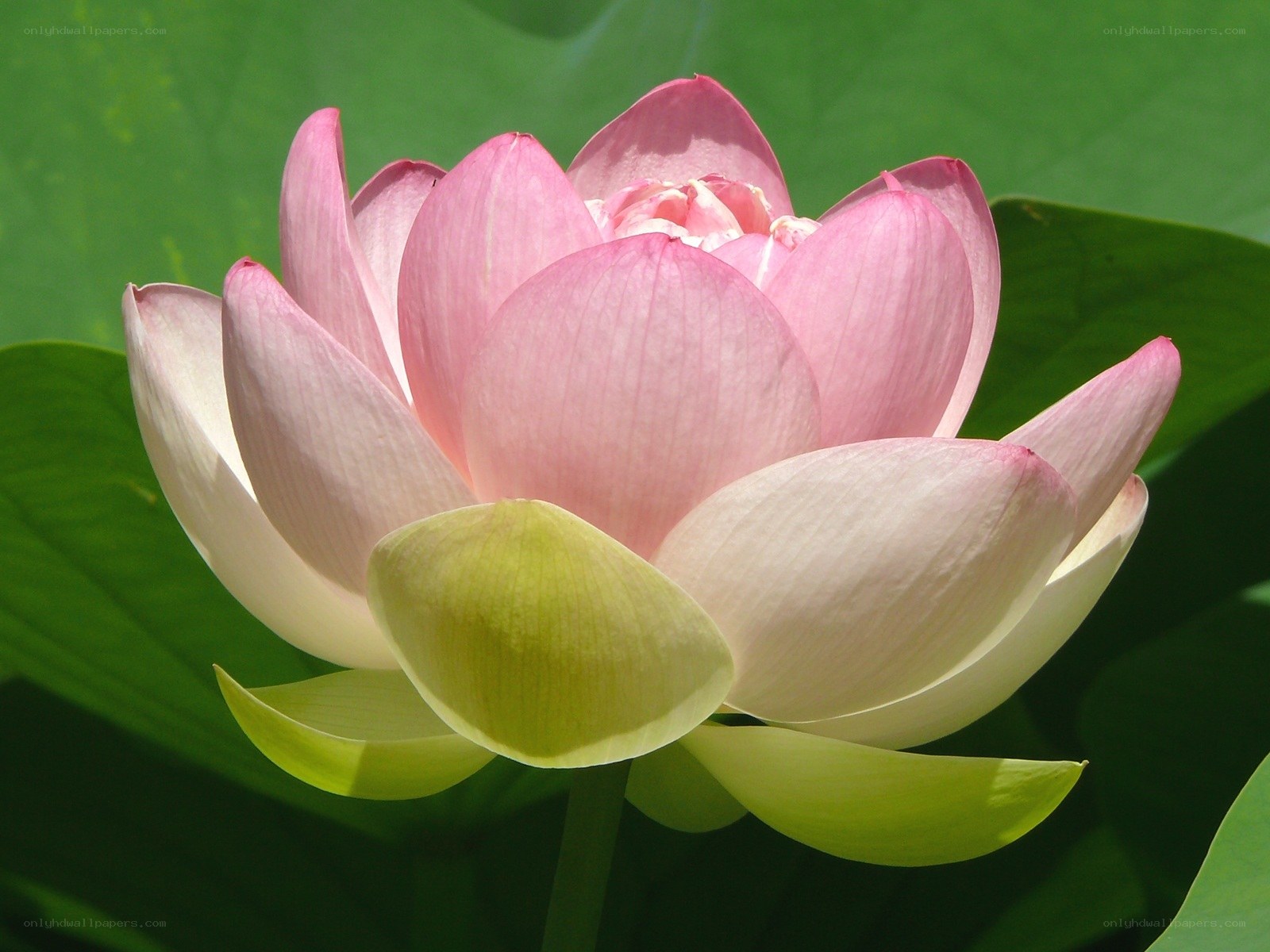 Pink lotus flower in bloom