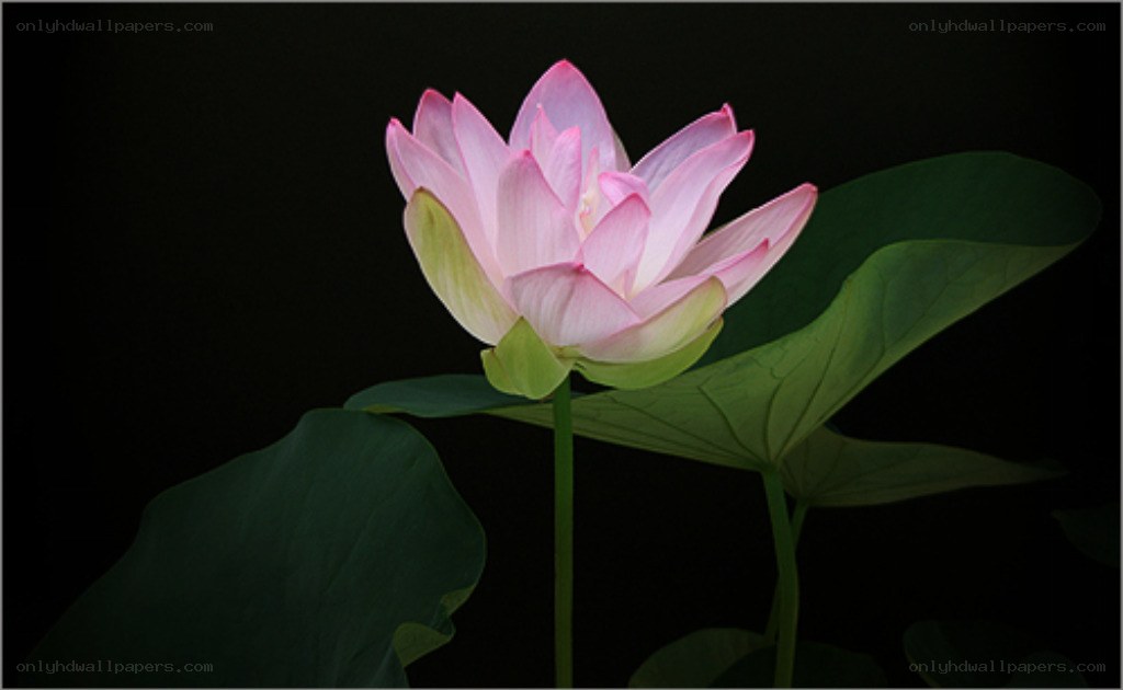 Pink lotus flower in bloom