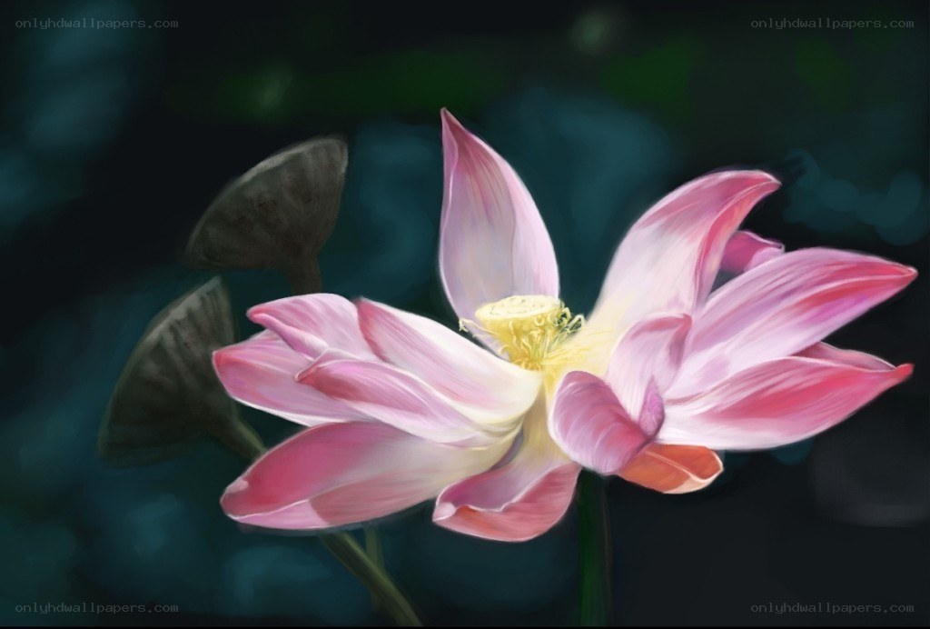 Pink lotus flower in bloom