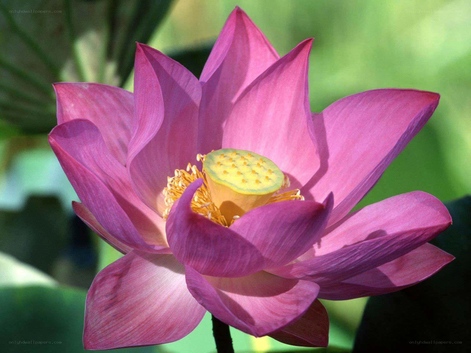 Pink lotus flower in bloom