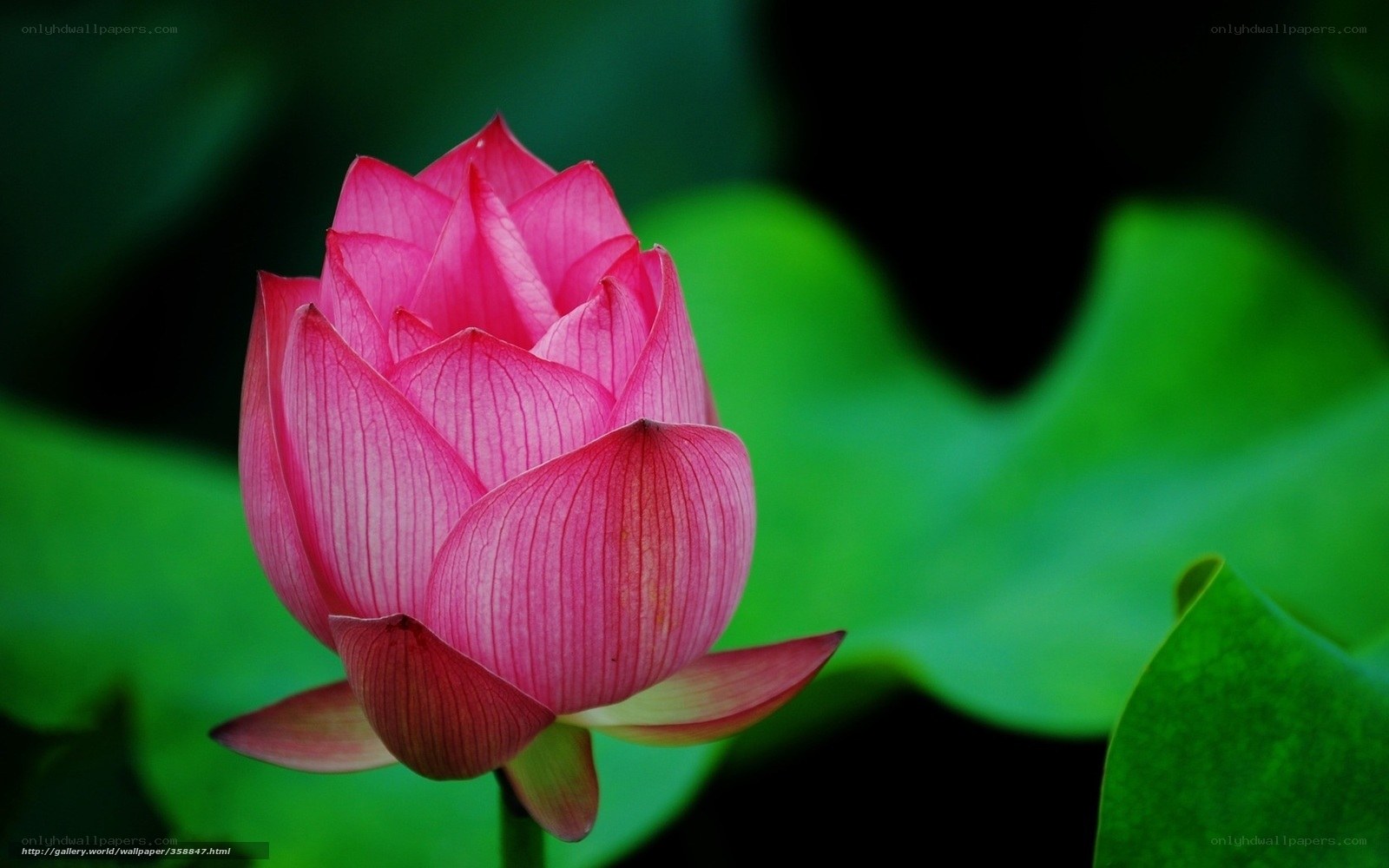 Pink lotus flower in bloom