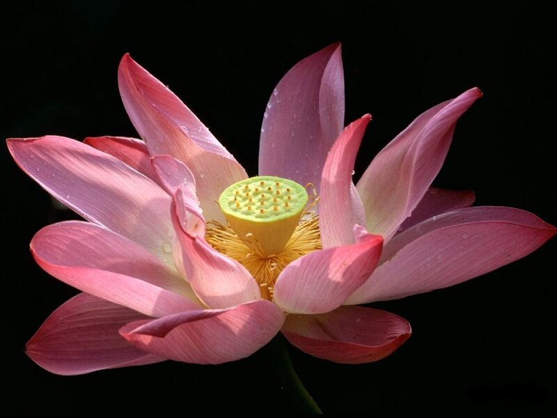 Pink lotus flower in bloom