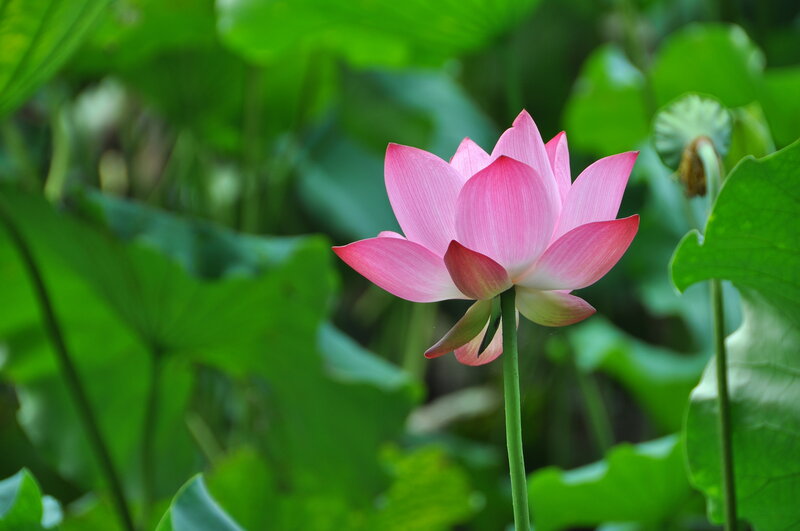 Pink lotus flower in bloom