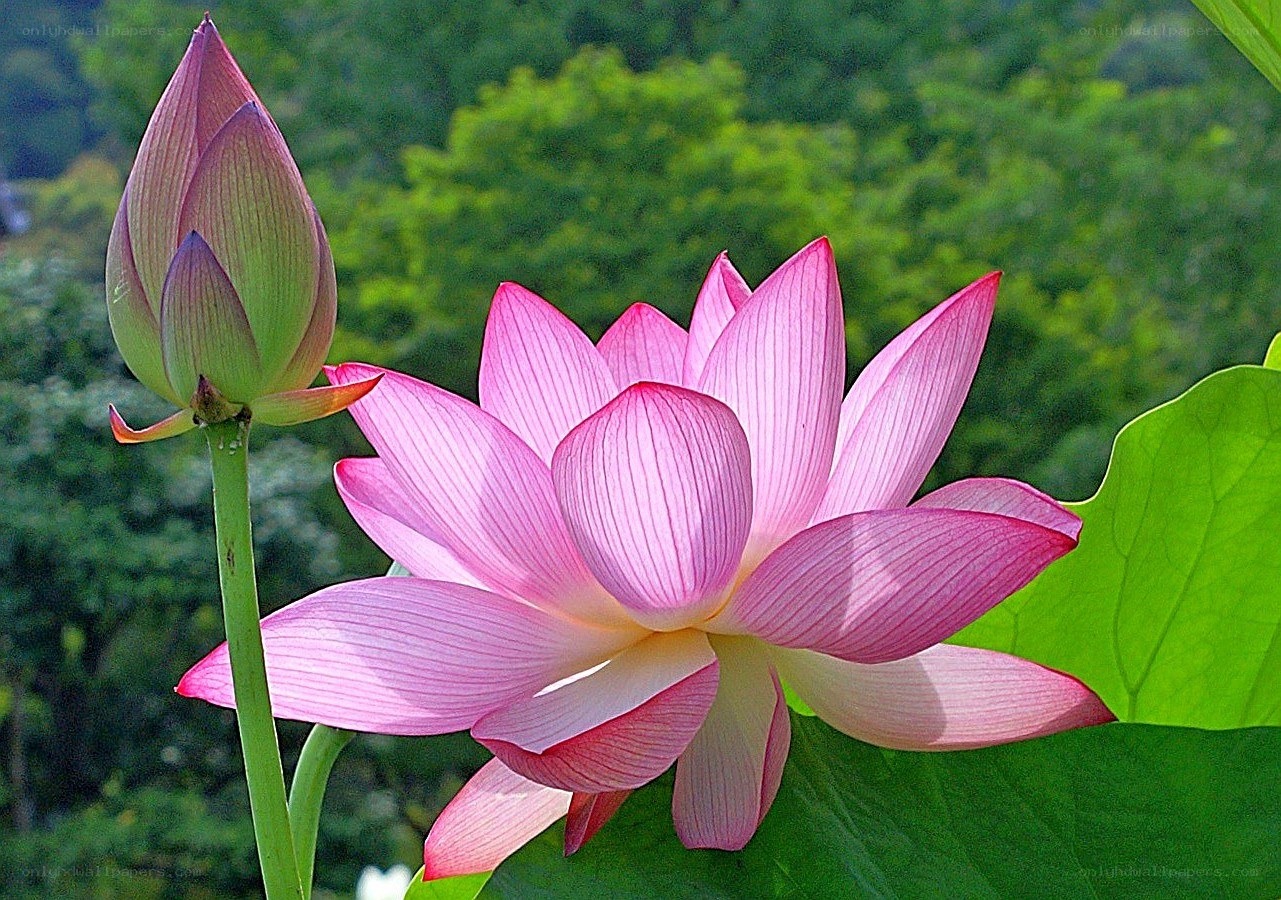 Pink lotus flower in bloom