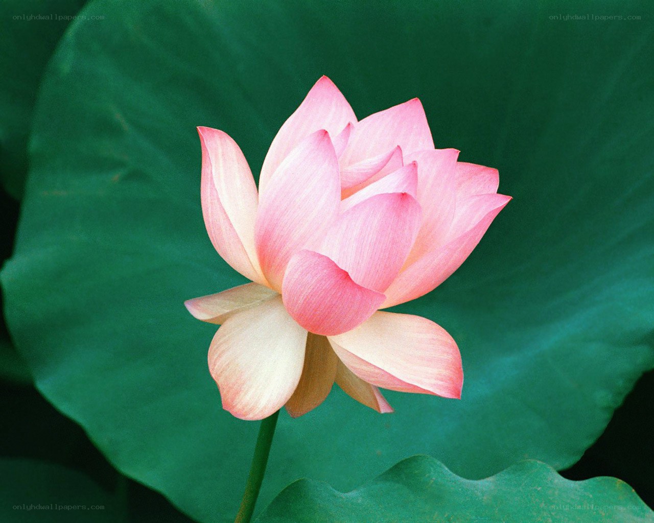 Pink lotus flower in bloom