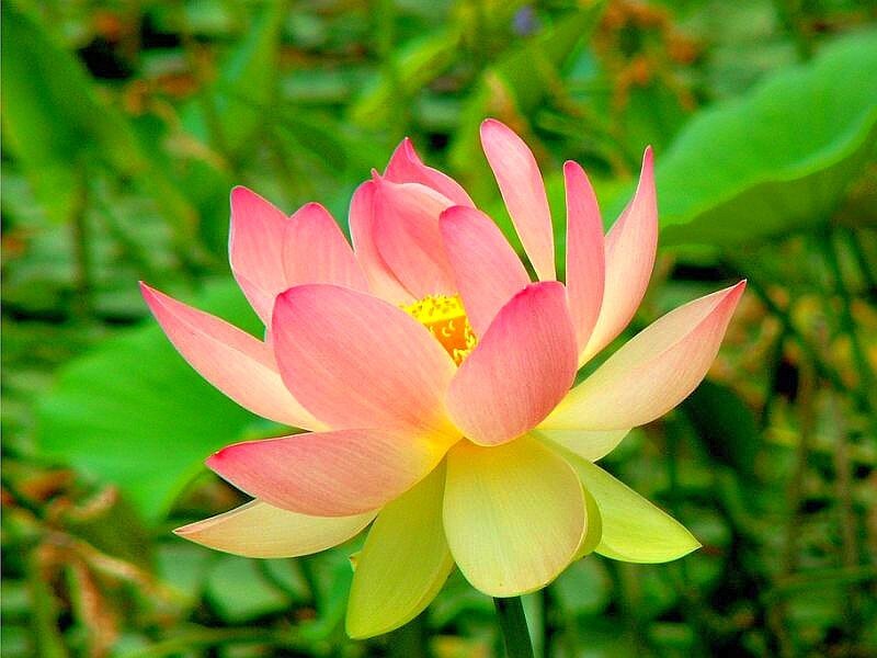 pink lotus flower in bloom