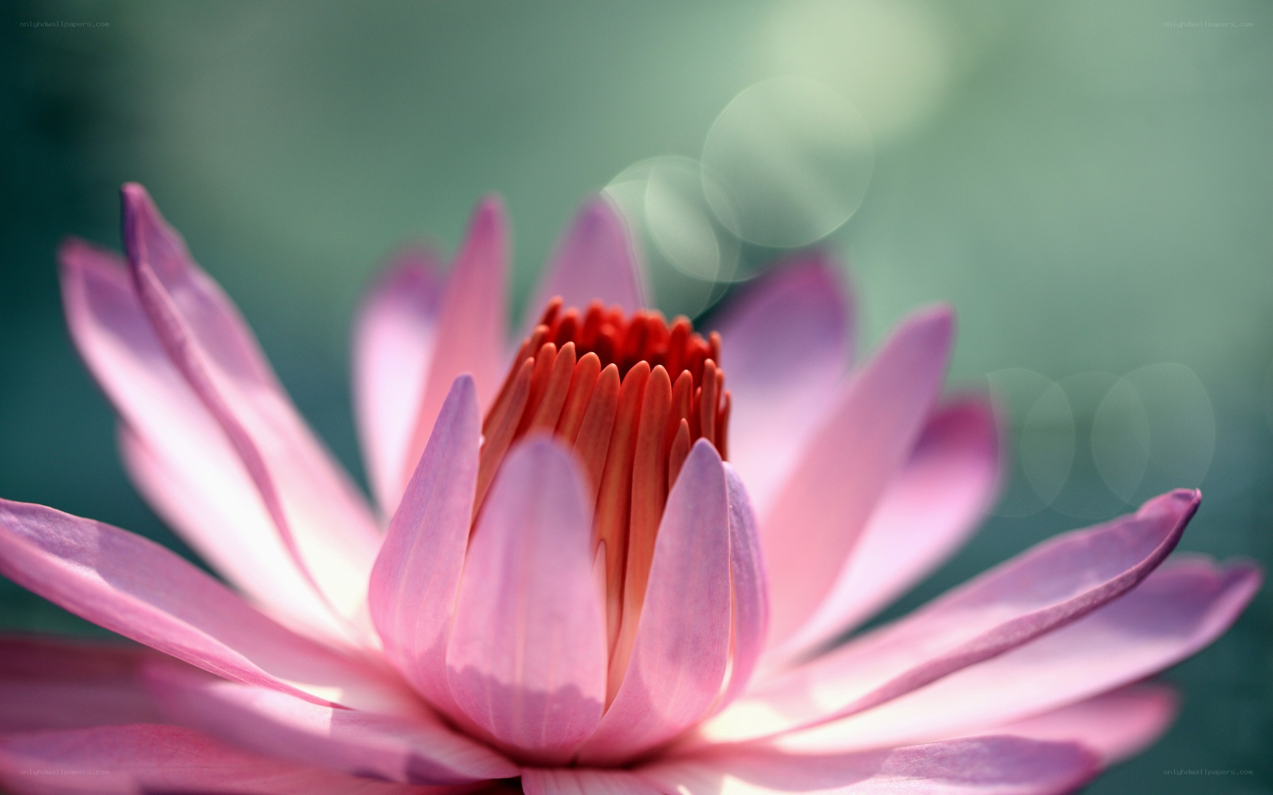 Pink lotus flower in bloom