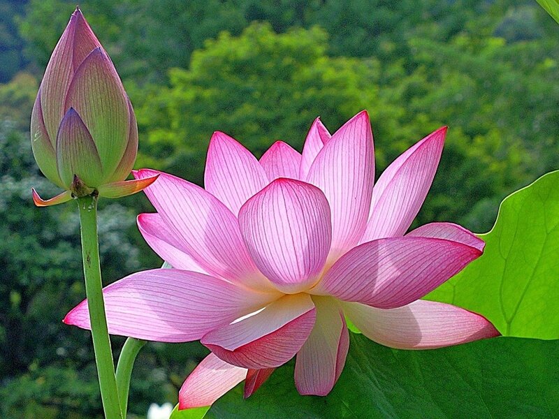 Pink lotus flower in bloom