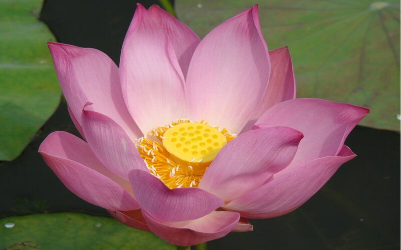 Pink lotus flower in bloom