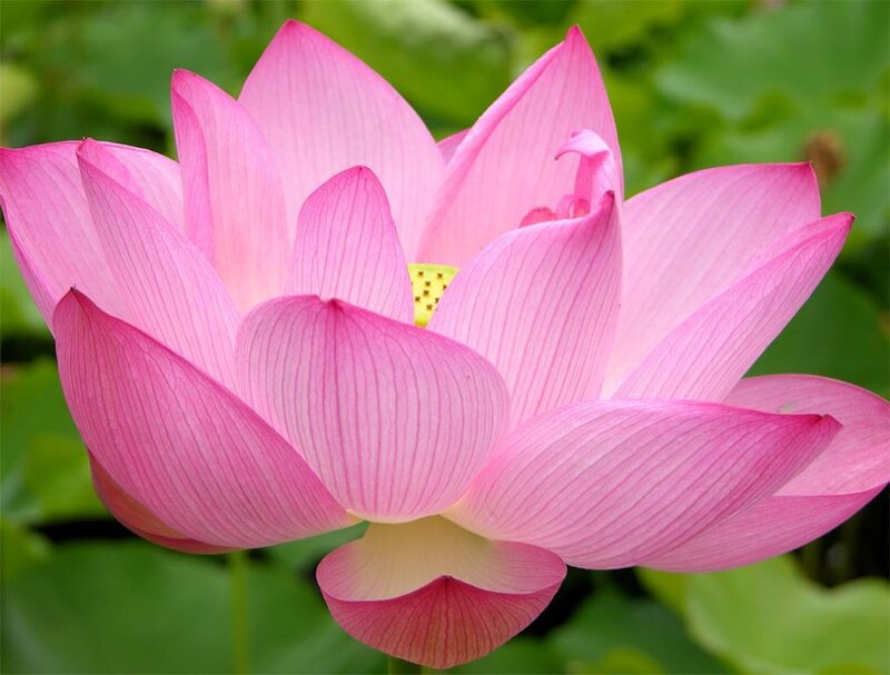 Pink lotus flower in bloom