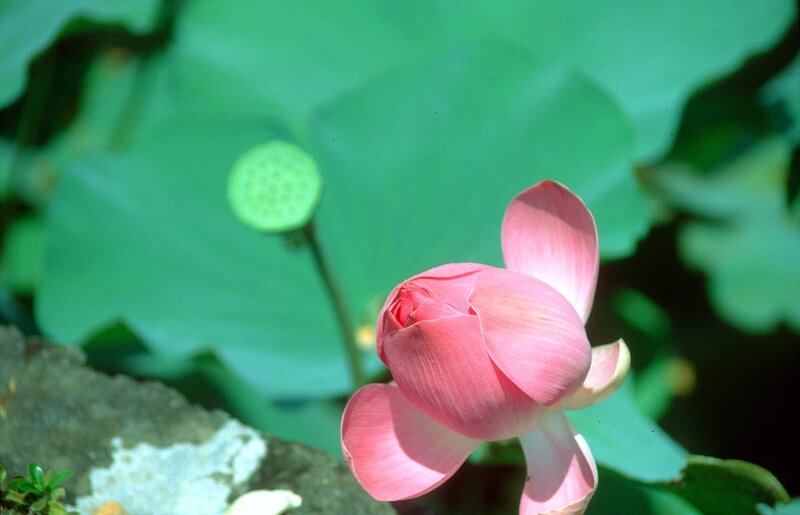 Pink lotus flower in bloom