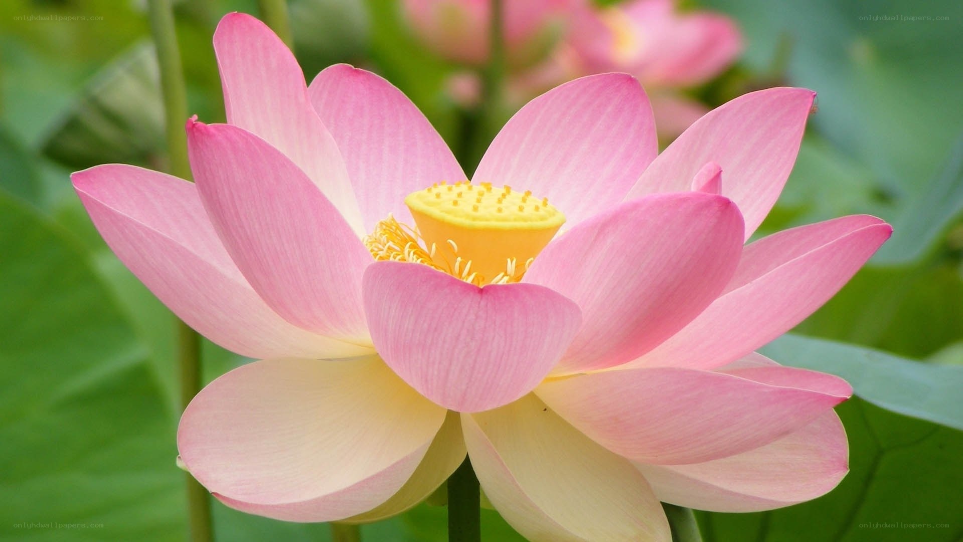 Pink lotus flower in bloom