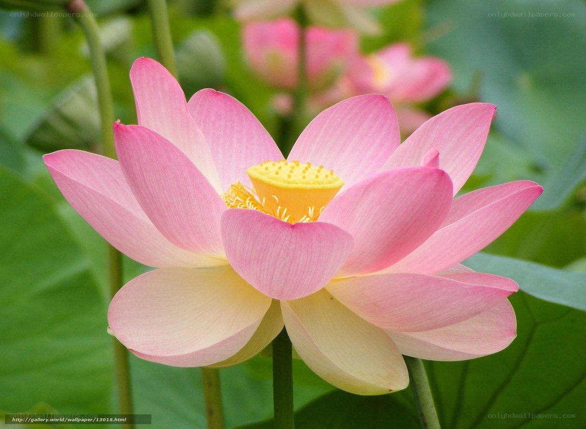 Pink lotus flower in bloom