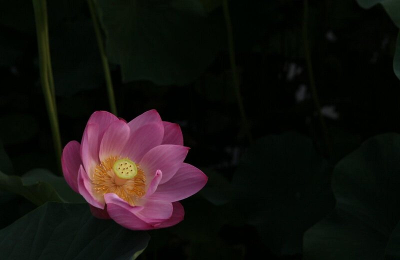 Pink lotus flower in darkness