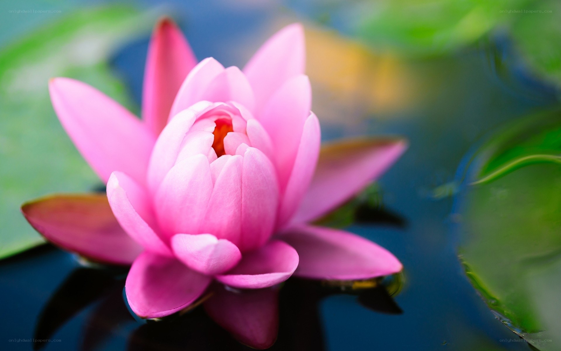 Pink lotus flower in pond