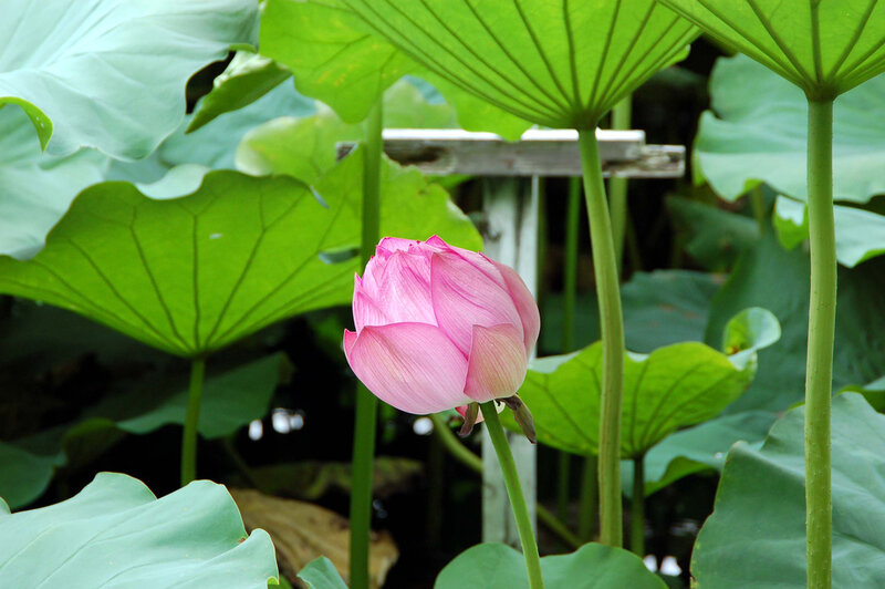 Pink lotus flower in pond